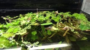 Топ 5 самых распространенных водорослей в аквариуме