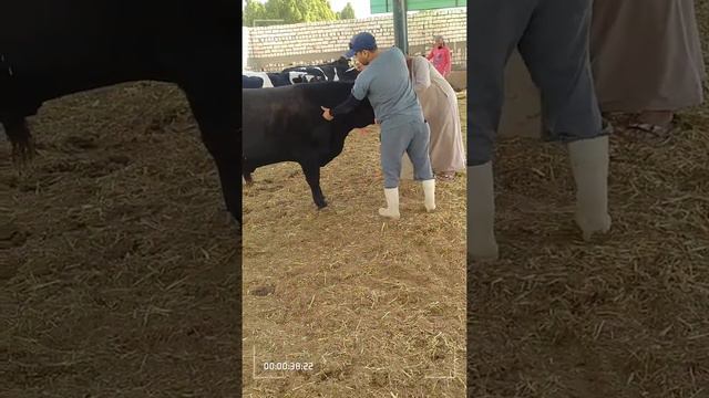 how to inject cow intramuscular смотреть онлайн