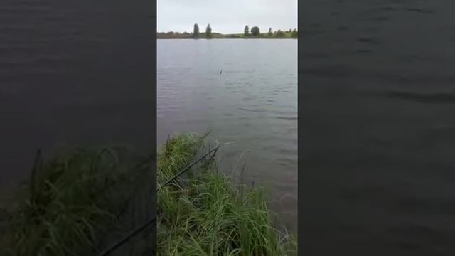 Рыболовный клуб 9 Карпов. Клюет. смотреть онлайн