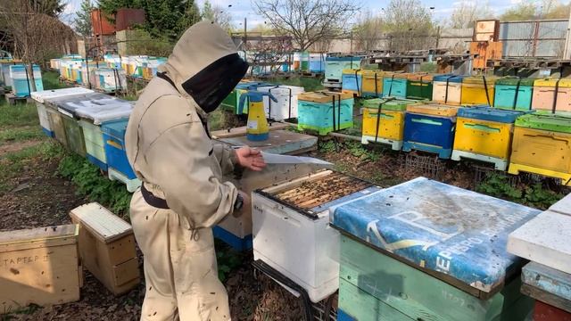 Работа с роевым ящиком # формирование стартера # семья с племенной маткой # перенос личинок и тд смотреть онлайн