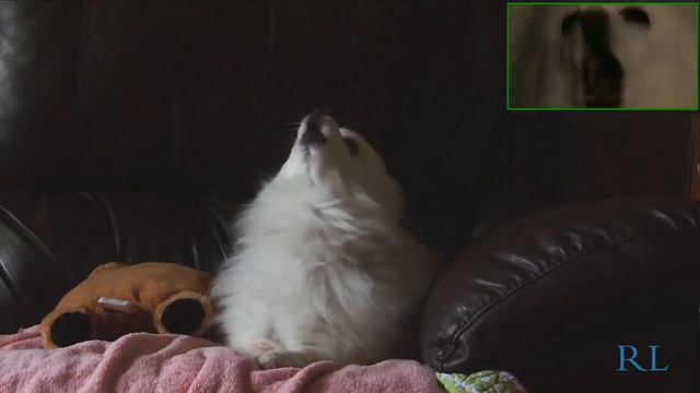 Howling in the moonlight [Animal cover] смотреть онлайн