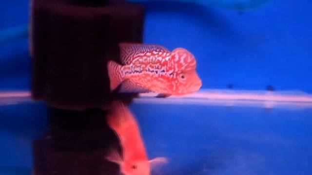 Golden Boy (Episode: 2) - Super Red Ferrari Flowerhorn 6CM смотреть онлайн