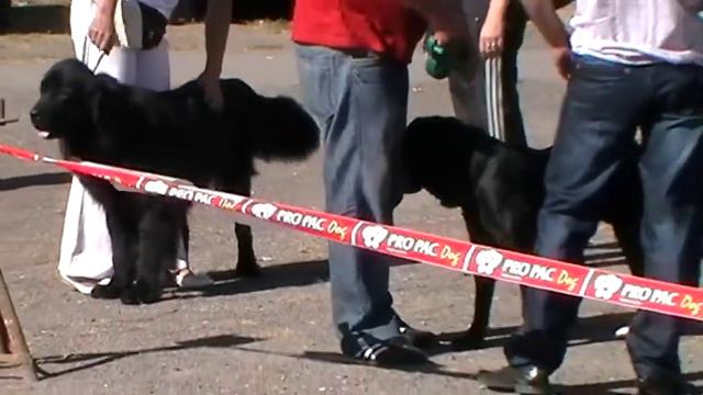 Выставка собак в Северодонецке 2010 09 26 113042 смотреть онлайн