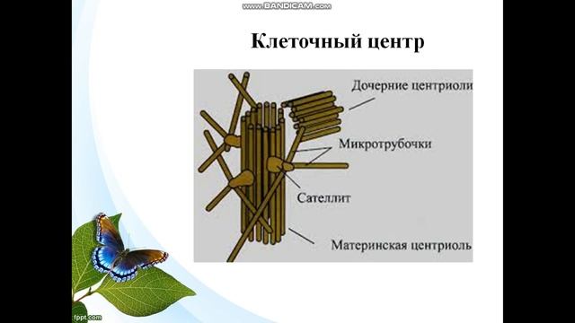 Биология. Урок №22,23, Цитоплазма и ее немембранные и одномембранные органоиды смотреть онлайн