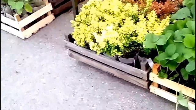 Ярмарка садово-огородная .Fair garden vegetable.Гортензия.Hydrangea смотреть онлайн