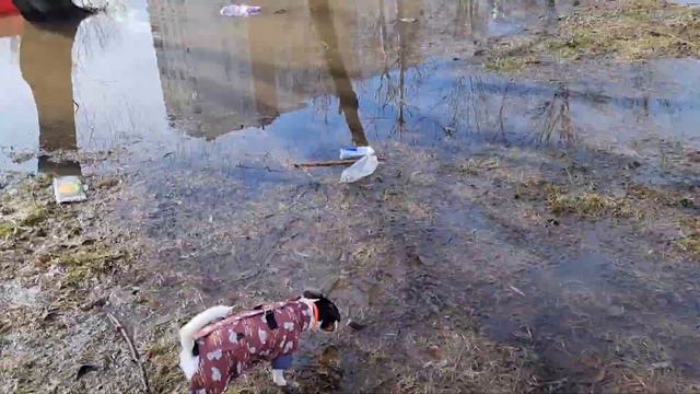 Джек Рассел терьер охотится на уток смотреть онлайн