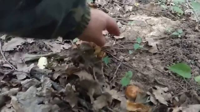 Гриб - ВАЛУЙ! Хорош в засолке. Грибная азбука. смотреть онлайн