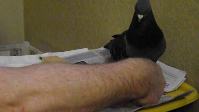 6. Голубь "Паралич" Лечим лапки смотреть онлайн