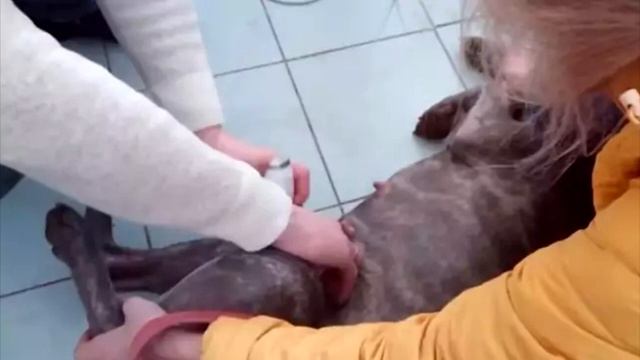 Беременная самка питбуля отказывалась рожать, после того как ее хозяева были потрясены снимками УЗИ смотреть онлайн