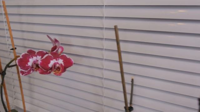 МЯСО БАРАНИНЫ. БАРАНЬЯ ЛОПАТКА с ОВОЩАМИ в ДУХОВКЕ Новый бомбический рецепт смотреть онлайн