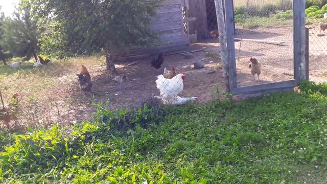 Петух и утка. Любви не прикажешь смотреть онлайн