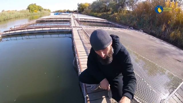 Какая на вкус Черная икра? Крупнейшее осетровое садковое хозяйство Астраханской области смотреть онлайн