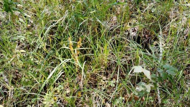 Поехали за грибами с бабушками Катей и Зиной. Набрали полные ведра! Грибы 2023. смотреть онлайн