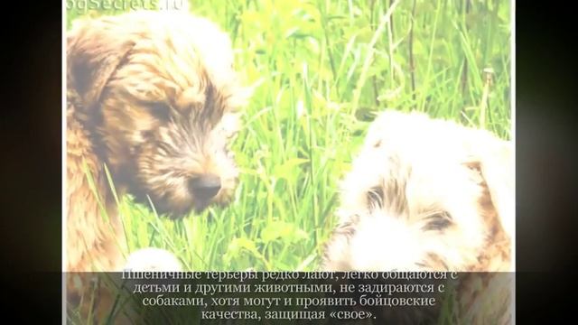 Ирландский мягкошерстный пшеничный терьер Средние породы собак смотреть онлайн