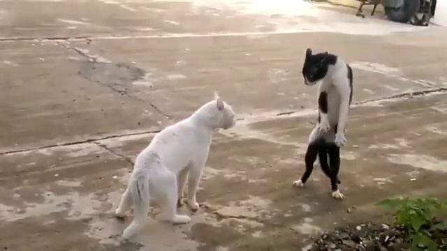 Змея-Кот новый боевой стиль:D смотреть онлайн