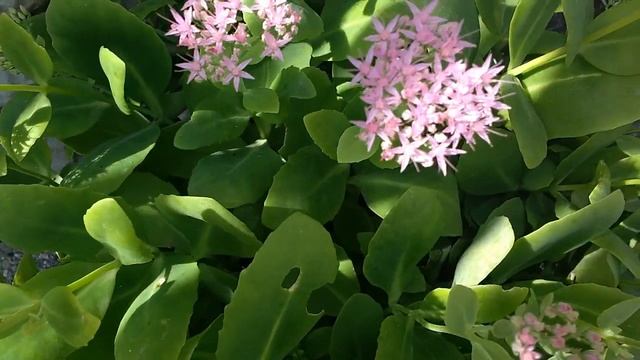 Sedum Spectabile (medicinal Plant)