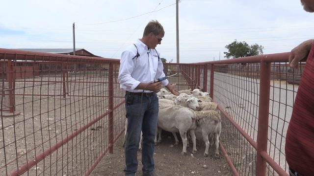 Reid Redden - Sheep & Goat - Drenching for parasites смотреть онлайн