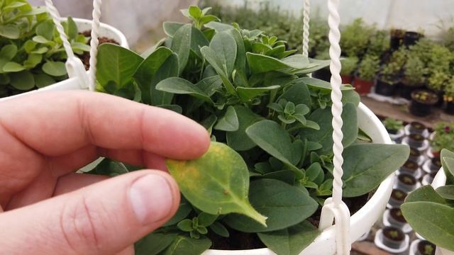 Желтеют и Пятнами ЛИСТЬЯ на ПЕТУНИИ. Что надо делать? смотреть онлайн