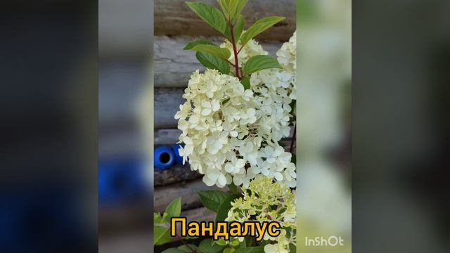 InShot_20220803_211321343.mp4