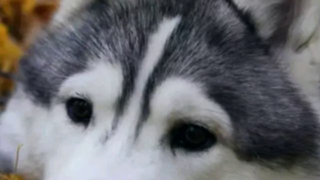 КАРТИНКИ ЖИВОТНЫХ♥️МИЛОТА смотреть онлайн