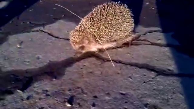 Бешеный ёжик нападает на людей, прикол :D смотреть онлайн
