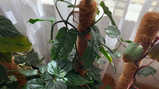 Indoor Plant Tour 2022.2 ~ Plants In My Living Room And Computer Room ~ Pure Relaxing