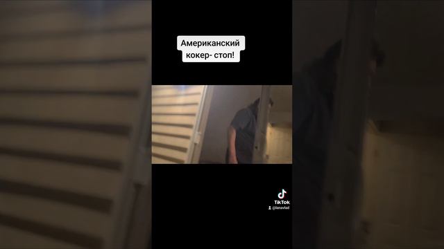 НЕ ЗАВОДИТЕ СОБАКУ И МУЖА В США, ЕСЛИ НЕТ У ВАС ВРЕМЕНИ И ТЕРПЕНИЯ смотреть онлайн
