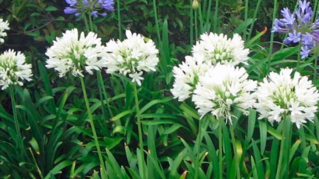 AGAPANTUS / АГАПАНТУС / AGAPANTHUS смотреть онлайн