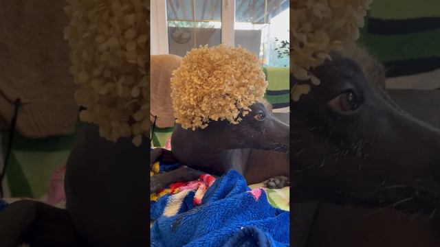 Жду защитников животных, которые будут писать, что я без мозгов или монстр 🤣🫶🤌🏼 смотреть онлайн