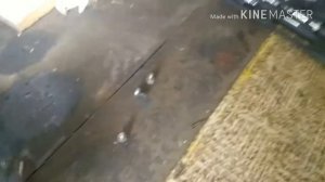 Замена сальников редуктора мотоблока Агат Салют