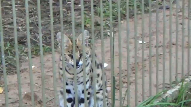 Чёрные пантеры и их соседи сервалы??? ПАРК ЗЕМЛЯ ПРАЙДА ? смотреть онлайн