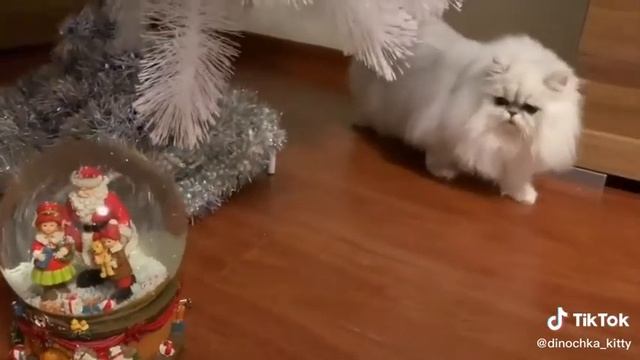 Кошка Дина Персидская шиншилла. Мой первый Новый год! ? смотреть онлайн