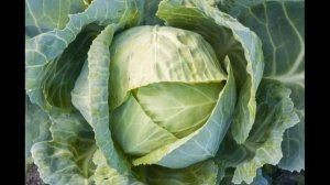 Обзор сорта капусты "Казачок" (характеристики, свойства, фото)