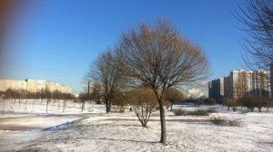 Ива ломкая "Bullata" -  ива с округлой кроной, которая формируется сама, без помощи человека