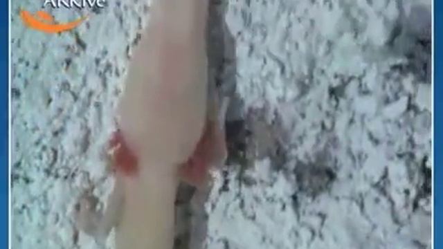 Cave Salamander - Fauna Clips
