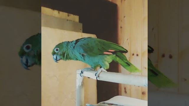 ПОПУГАЙ Амазон мюллера Amazon Farinosa смотреть онлайн