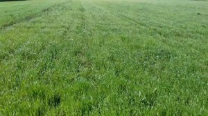 Сеялка СЗС-2,1//Обзор лапы сплошного сева и сами посевы