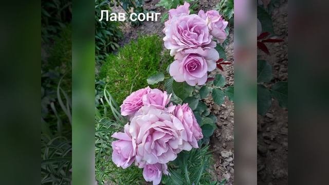 троянди мого саду смотреть онлайн