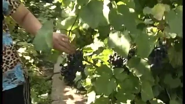 Сорта винограда: стабильный урожай ежегодно смотреть онлайн