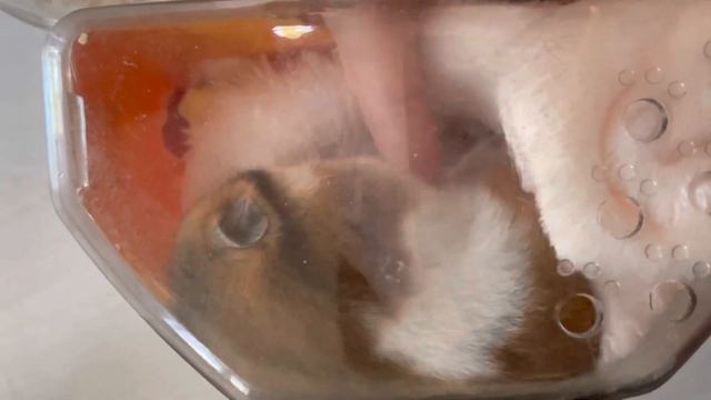 Очень смешно!!!хомяк Дульсинея падает животом к верху и притворяется мёртвой