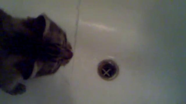 кошка пьёт воду из крана смотреть онлайн