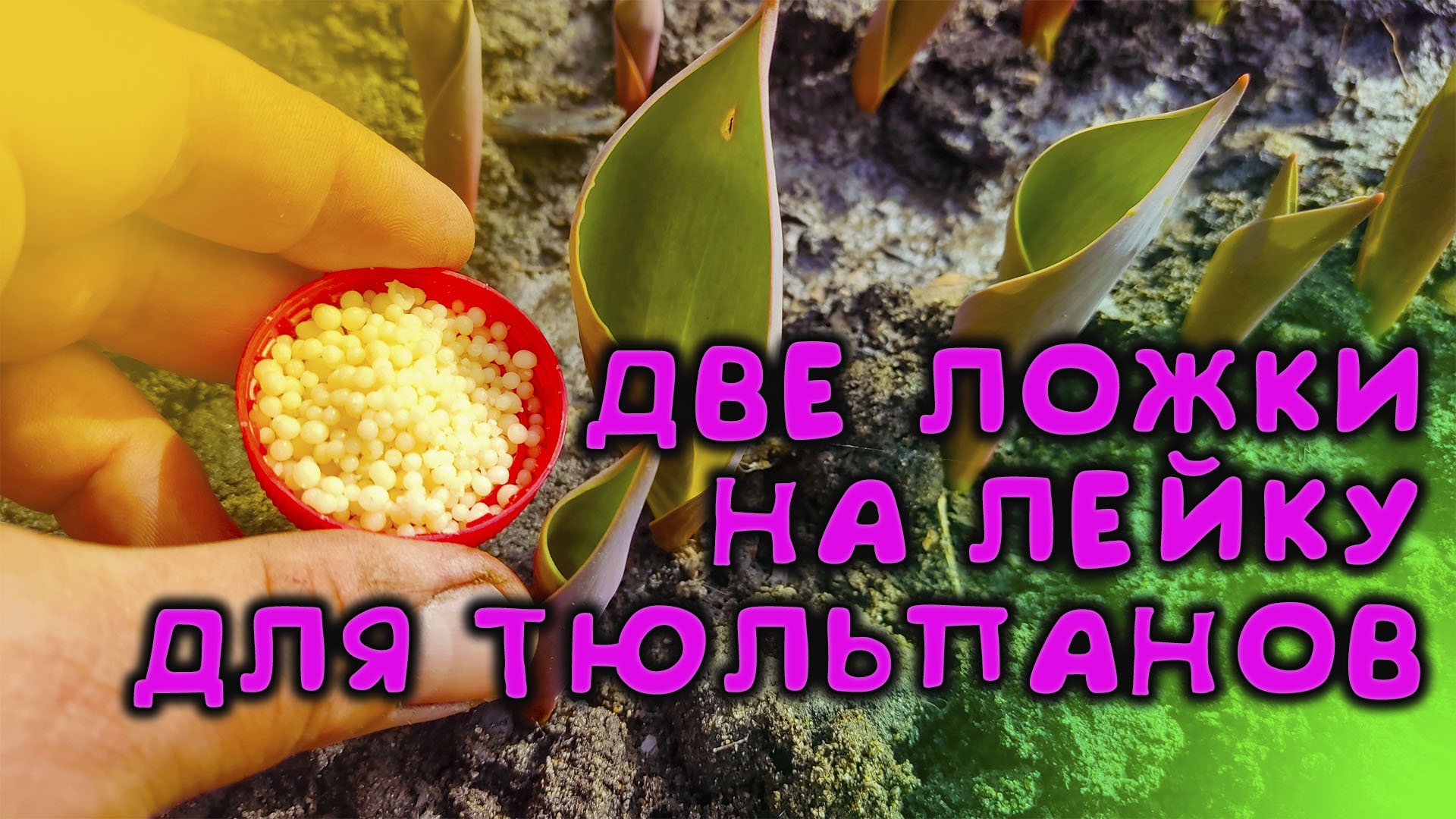 ОДНА ТАКАЯ ПОДКОРМКА И О ВАШИХ ТЮЛЬПАНАХ БУДУТ СЛАГАТЬ ЛЕГЕНДЫ И ПЕТЬ ПЕСНИ смотреть онлайн