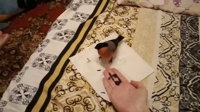 Домашний снегирь Гордюша лакомится семечками смотреть онлайн