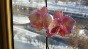 Орхидеи в полном роспуске, одна краше другой!!!