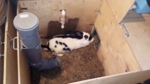 Лечение кокцидиоза у кроликов. Симптомы, причины, чем лечить кокцидиоз, профилактика.