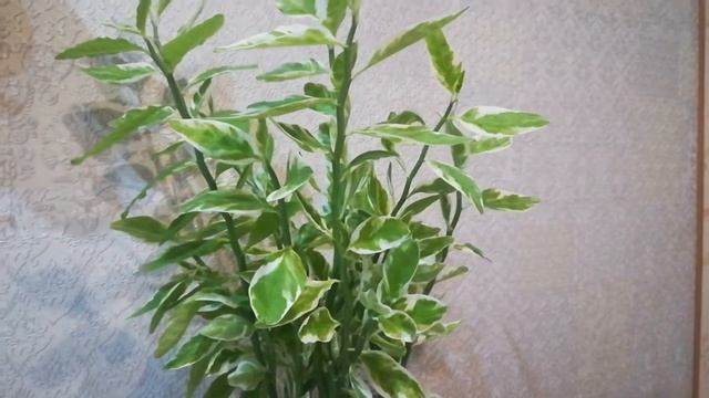 Педилантус. Красивый и неприхотливый. смотреть онлайн