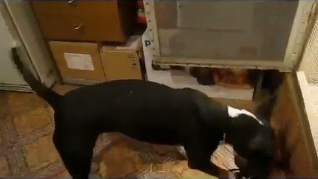 Что вам снится, звери - птицы?