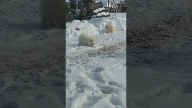 Померанец белый мини мальчик. смотреть онлайн