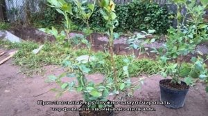 Как сажать голубику, выбор места и подготовка почвы