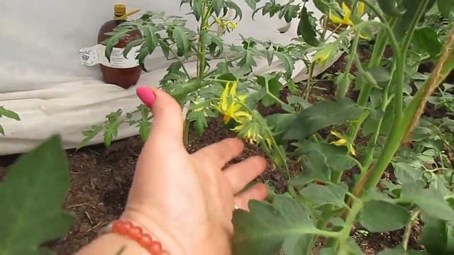 Полив томатов в теплице.08.06.2019 смотреть онлайн